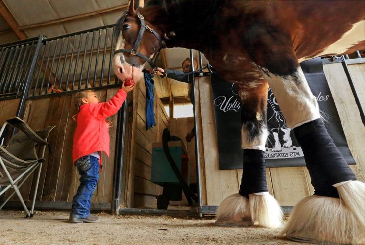 Bidders, spectators pack arena for world's largest Clydesdale sale