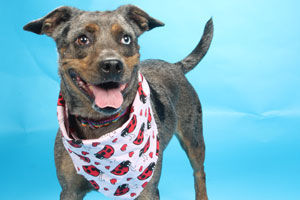 boston terrier cattle dog mix