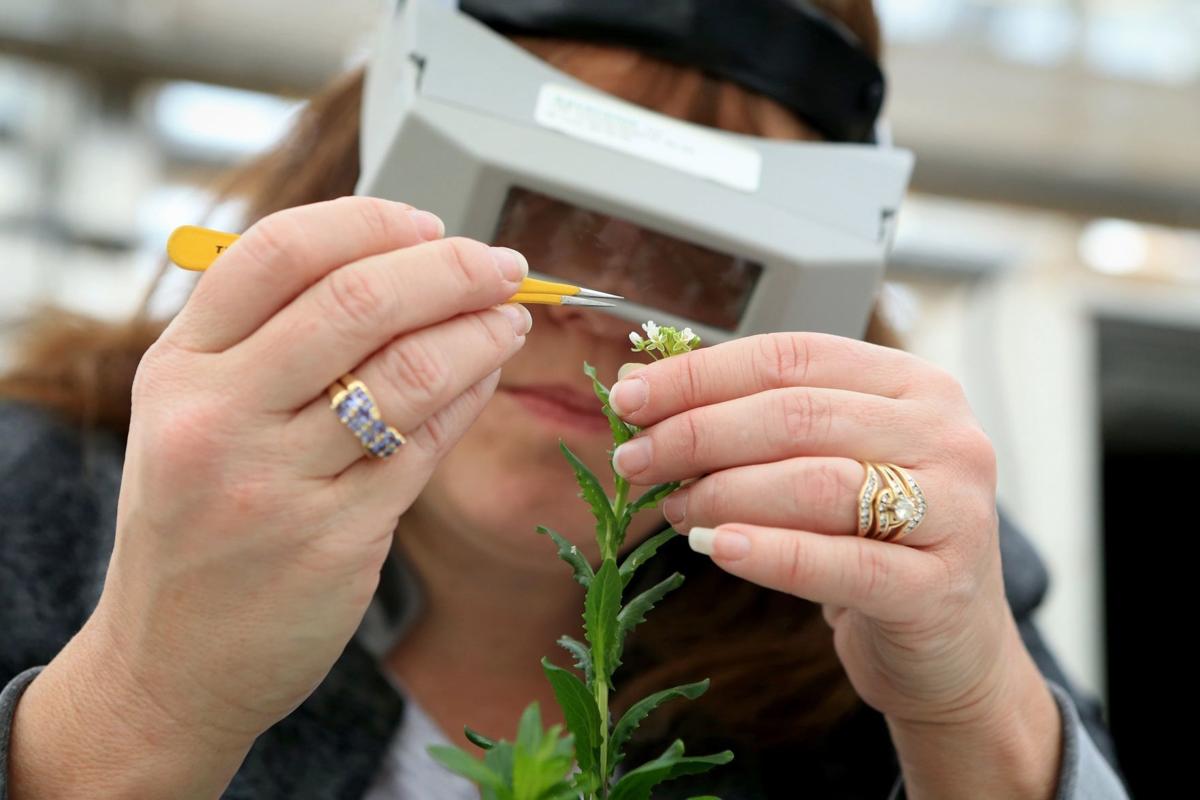 Pennycress 'weed' crop with high potential