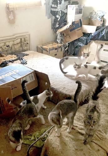 Over 130 cats found at home in Wildwood, Missouri