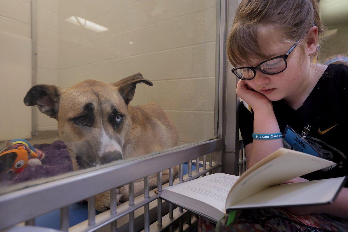 Reading to shelter dogs at the Humane Society of Missouri