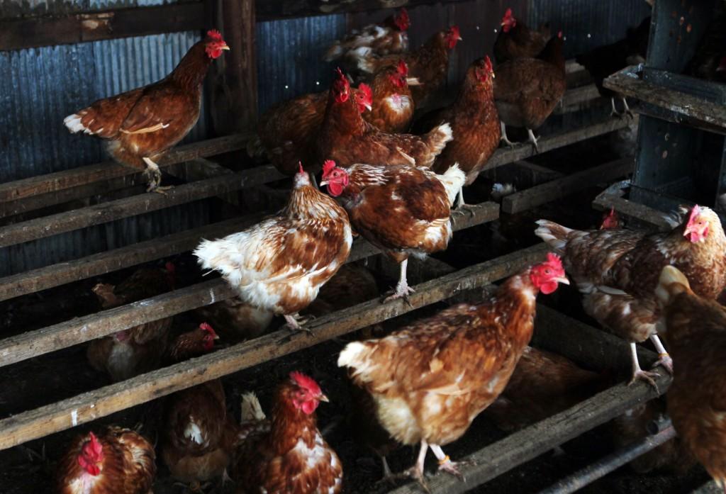 St Charles County Farm Is An Island In A Sea Of Suburbia Food And