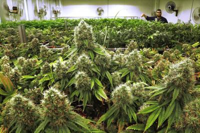 Image result for missouri cannabis