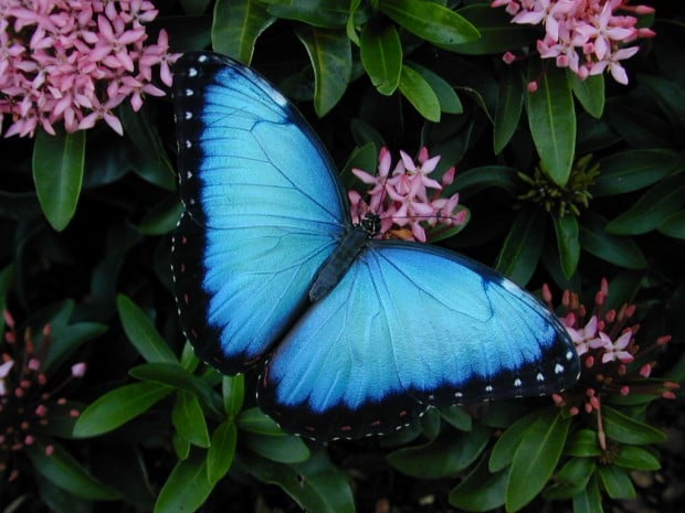 Morpho Mania at the Butterfly House