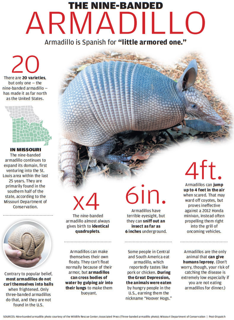 March of the Armadillo: The odd little armored animal that's settling into  St. Louis