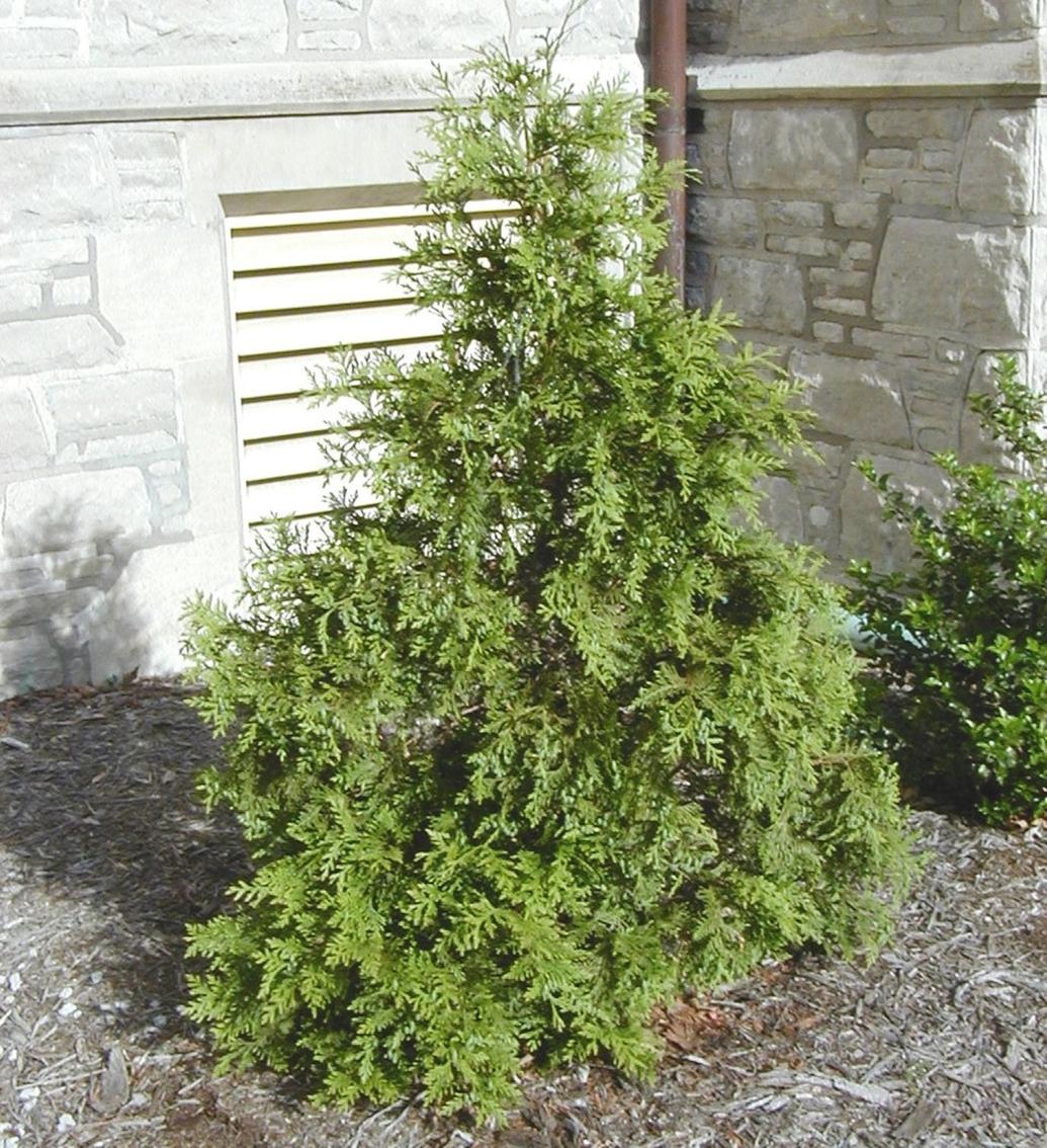 Remove outer growth on droopy arborvitae