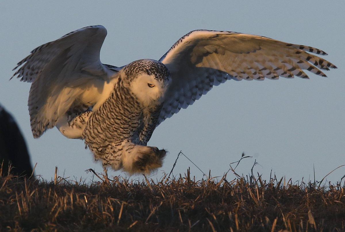 Snowy owl sightings bring out the bird paparazzi in St. Louis | Metro | 0