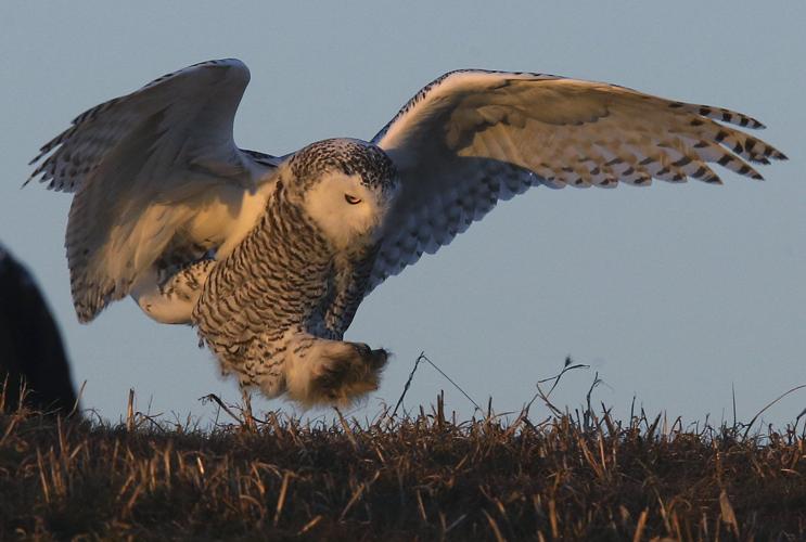 Snowy owl sightings bring out the bird paparazzi in St. Louis