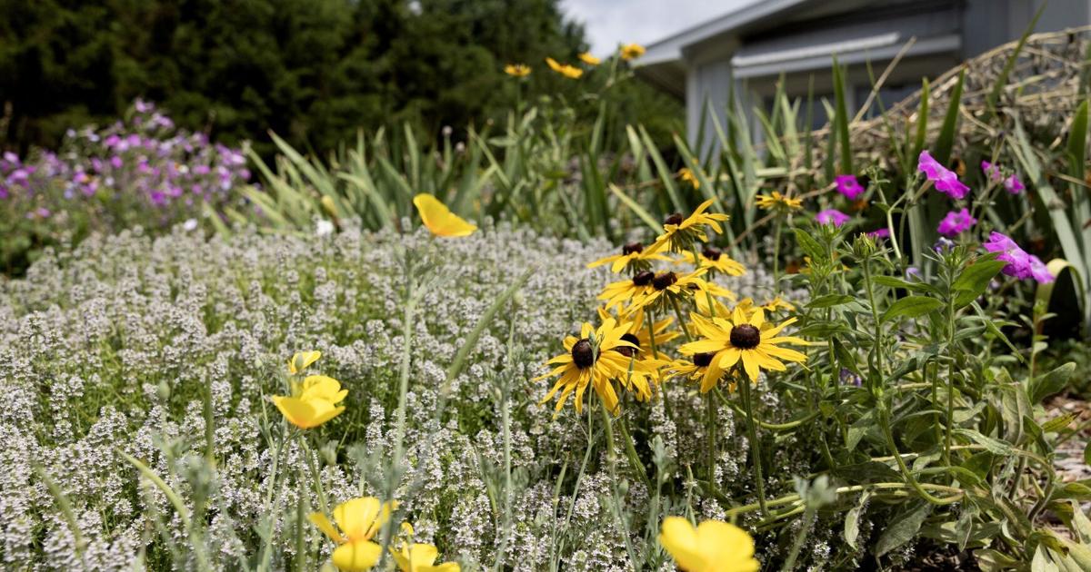Council could repeal native plant protections in St. Louis County as soon as next week