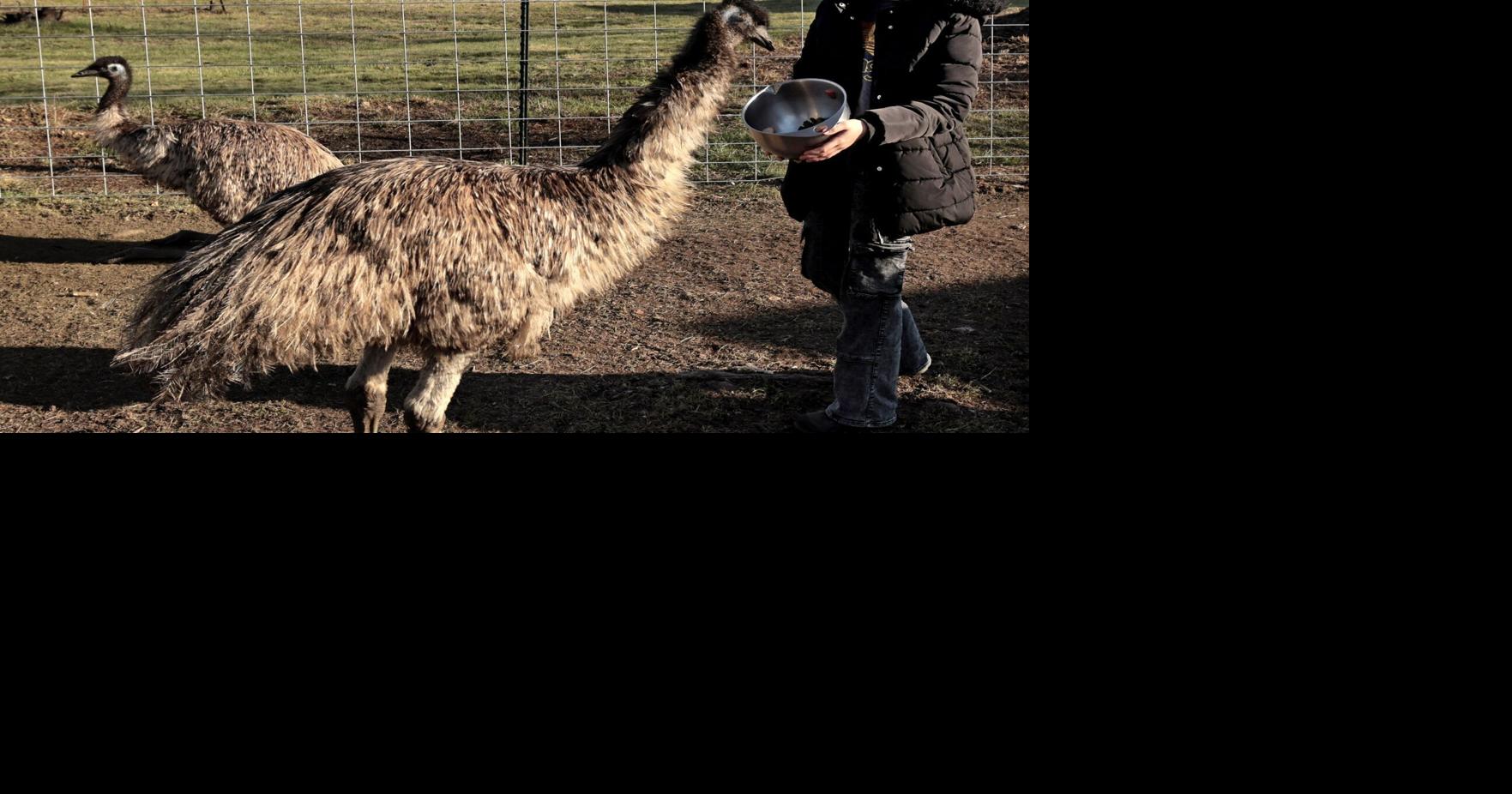 Red meat allergy on the rise in Missouri, but more data is needed