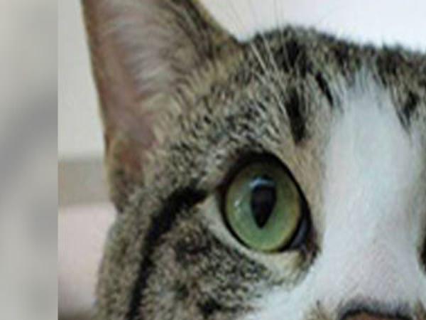 A Decade In The Making Purina Research Tackles Reducing Cat