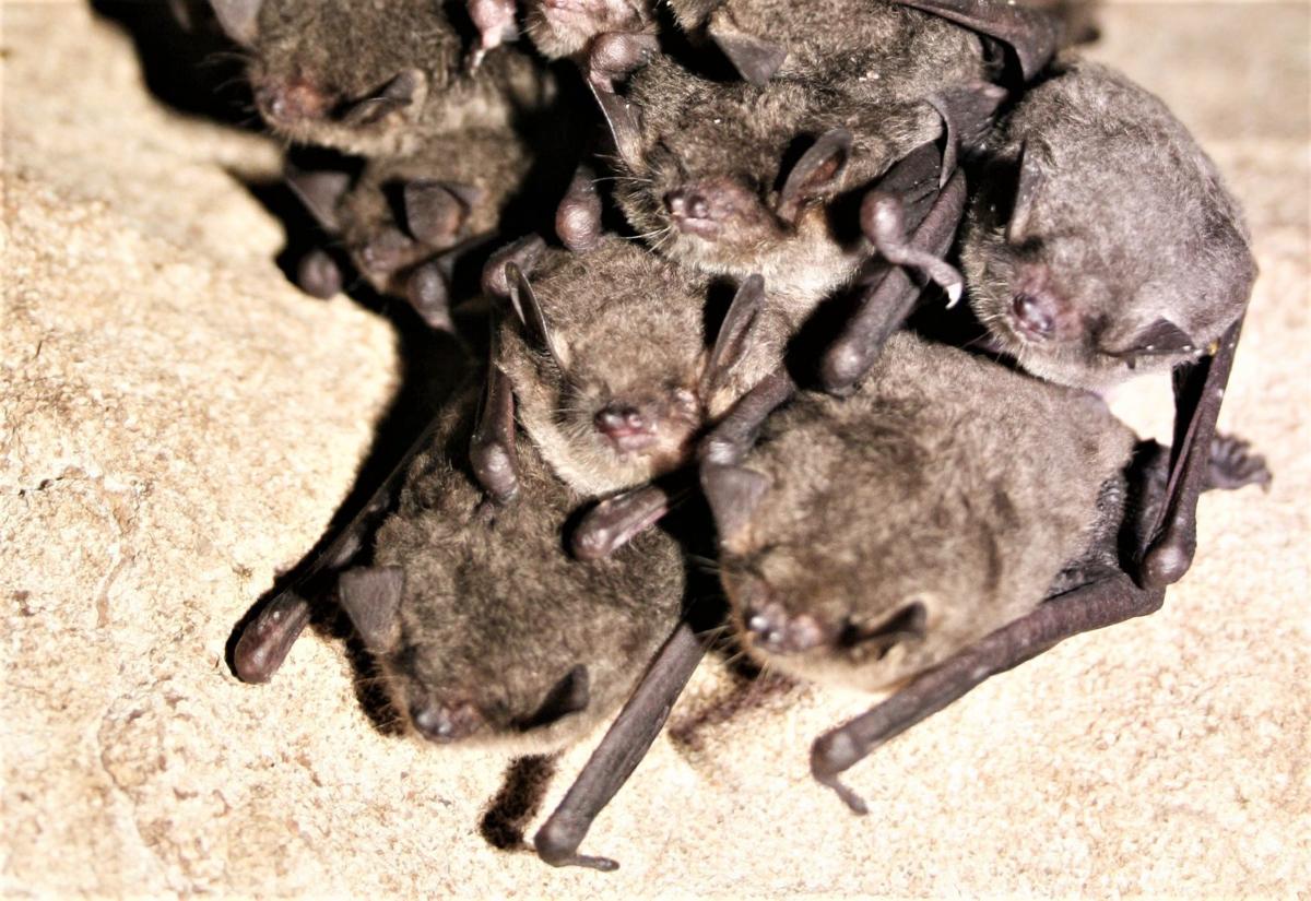Bat poop may give Missouri researchers clues about historical changes to climate, vegetation