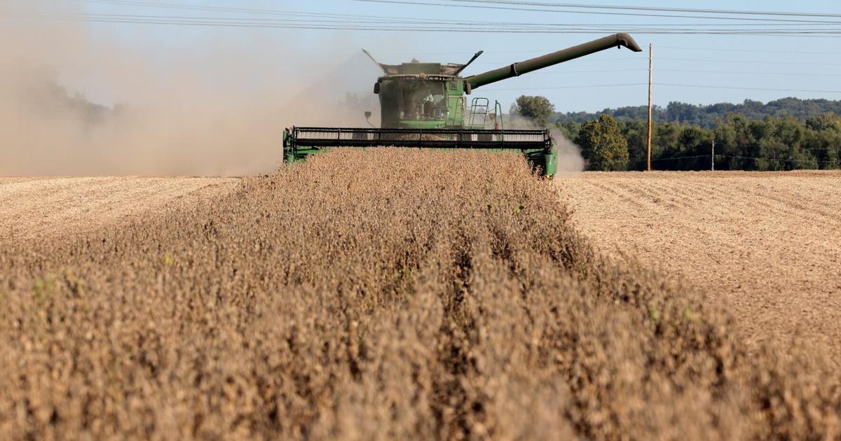 Image for article Bailout? Missouri farmers say protecting China market is more important