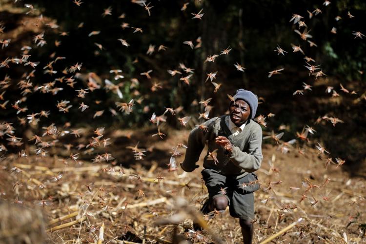 Locust outbreak in Kenya
