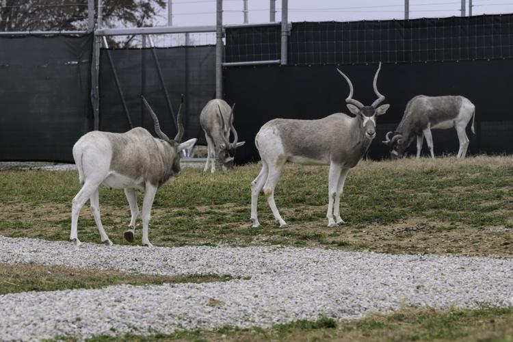 WildCare Park