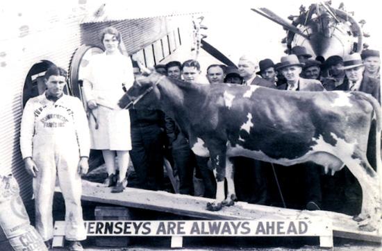 THIS WEEK IN ST. LOUIS HISTORY: Airborne bovine made history at air show in 1930 