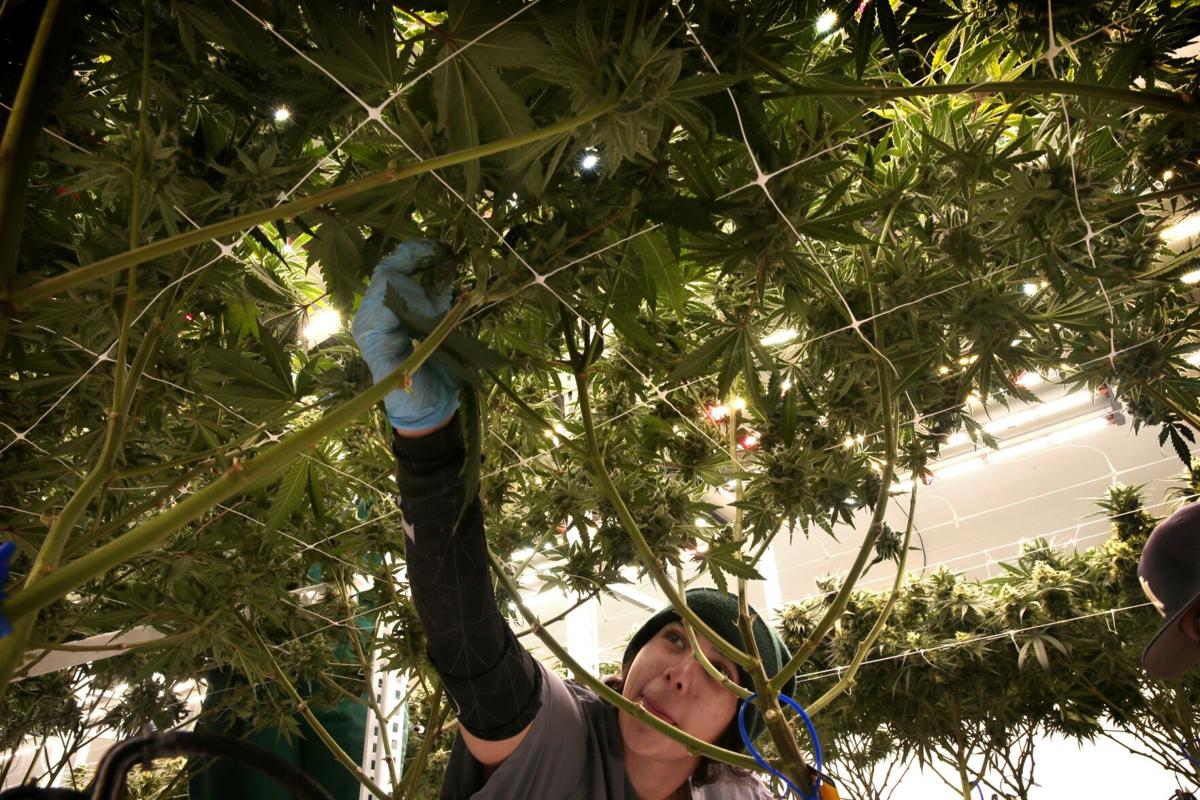 Booming Missouri cannabis industry looks to soar higher with amendment passage