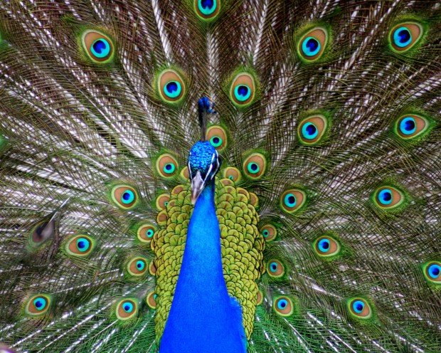 Where did the Zoo's peacocks go? Disease and predators behind the answer