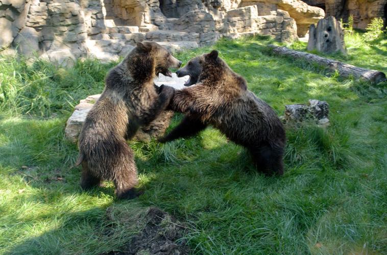 Grizzly Bear  Saint Louis Zoo