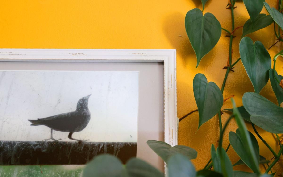 At home with Julia Smythe in south St. Louis city