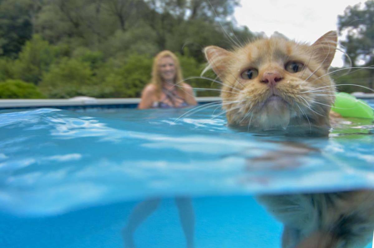 Pennsylvania cat dives in to summer with love of swimming Pets