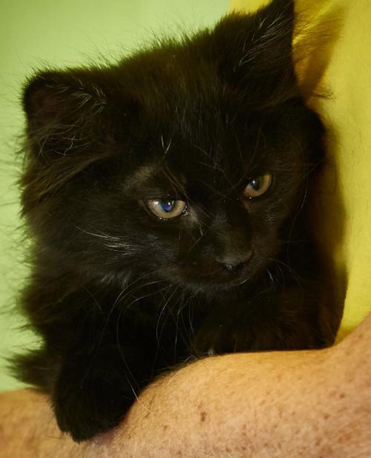 Adopt A Lovable Furry Friend In St Charles County For The Week Of July 8 Local St Charles Life News Stltoday Com