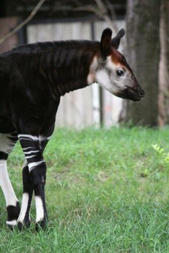 Rare baby okapi calf to debut at St. Louis Zoo