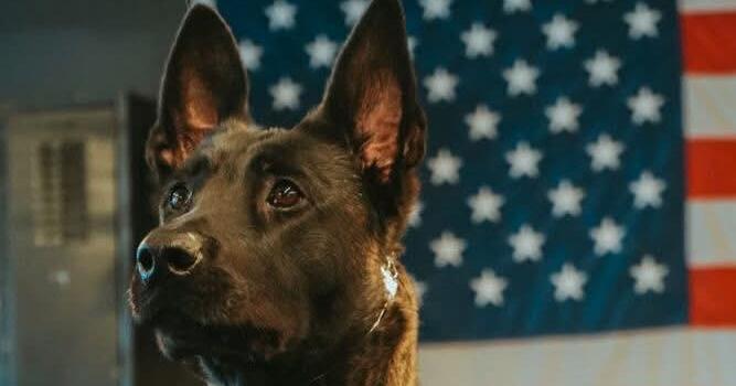 North County police K-9 is killed in the line of duty