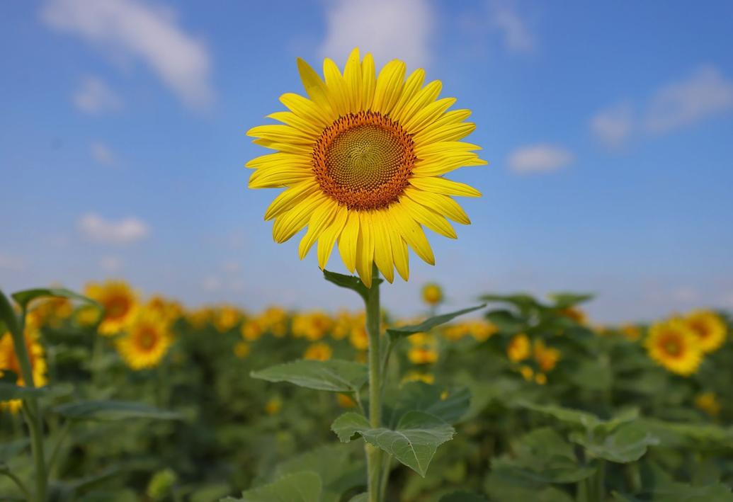 Sunflowers in bloom at Columbia Bottom Conservation Area