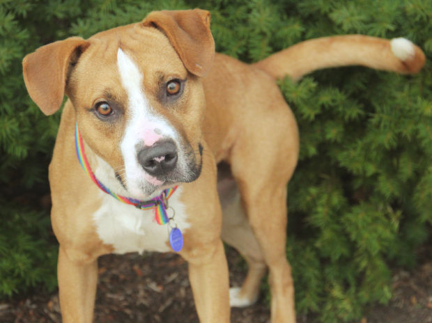 Amstaff store beagle mix