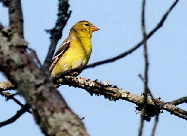 Song birds follow flowers