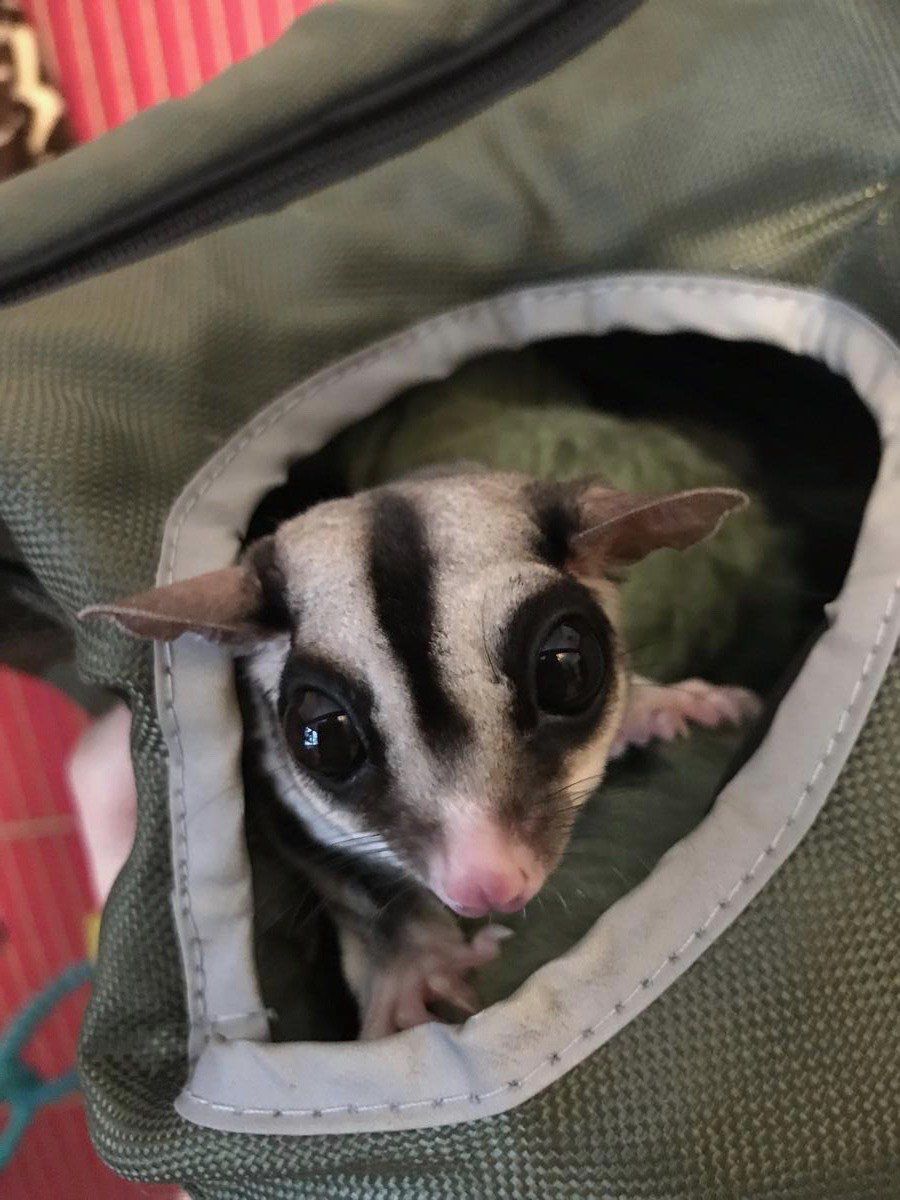 mile high sugar gliders