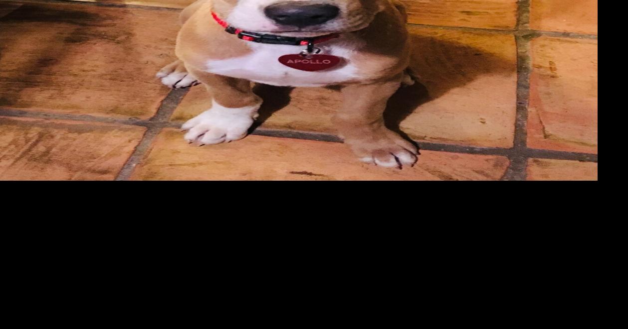 ExSt. Charles County sheriff’s deputy faces misdemeanor charge in dog