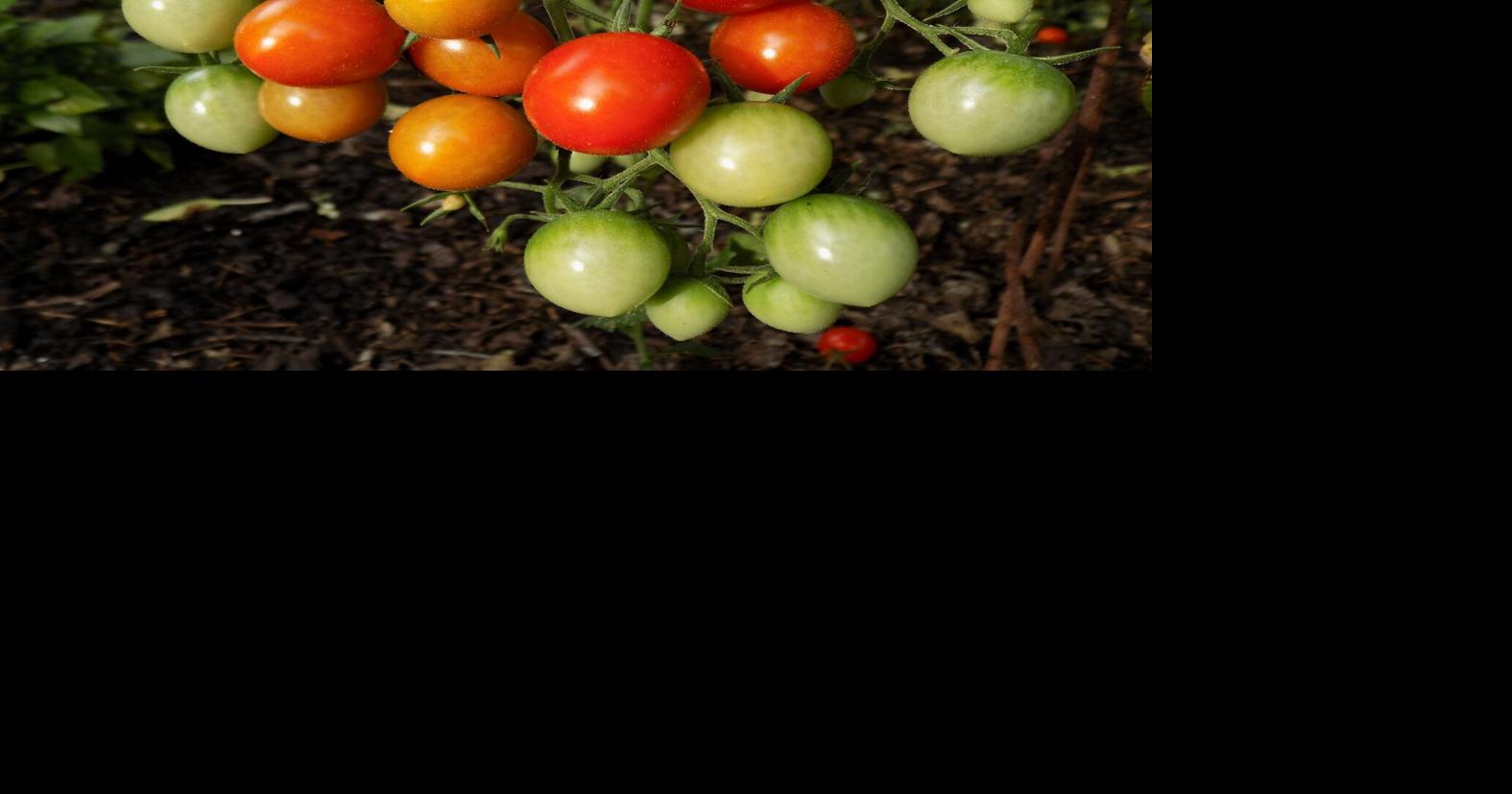 Strategies for better tomatoes this summer