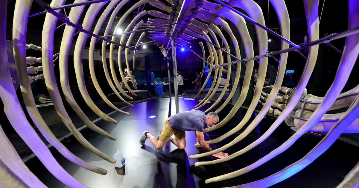 That new blue whale exhibition at the Science Center? It's big