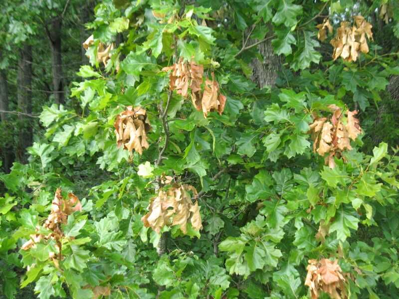 Cicadas may damage young or recently planted trees