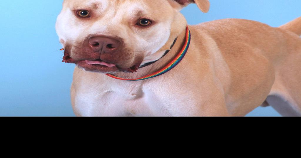 Missouri lawmakers again look to ban bans on specific dog breeds