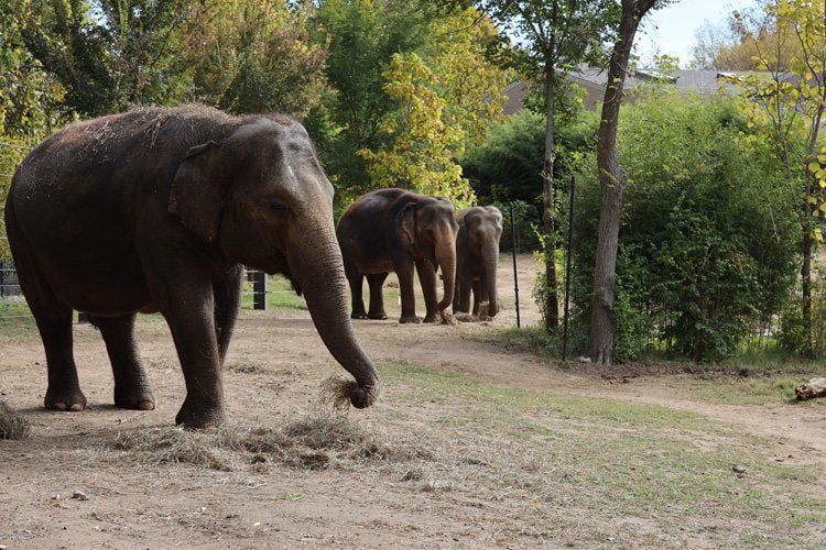 Oh, baby! Rani the Asian elephant due to give birth at St. Louis Zoo in ...