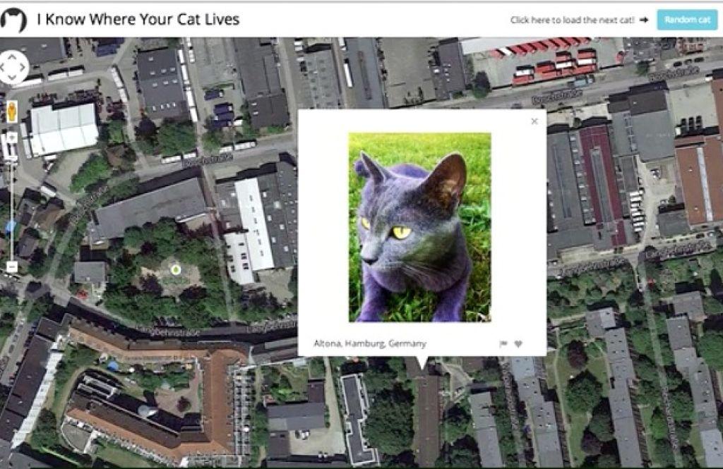 New Photo Website Pinpoints Where Your Cat Lives Pets Stltoday Com