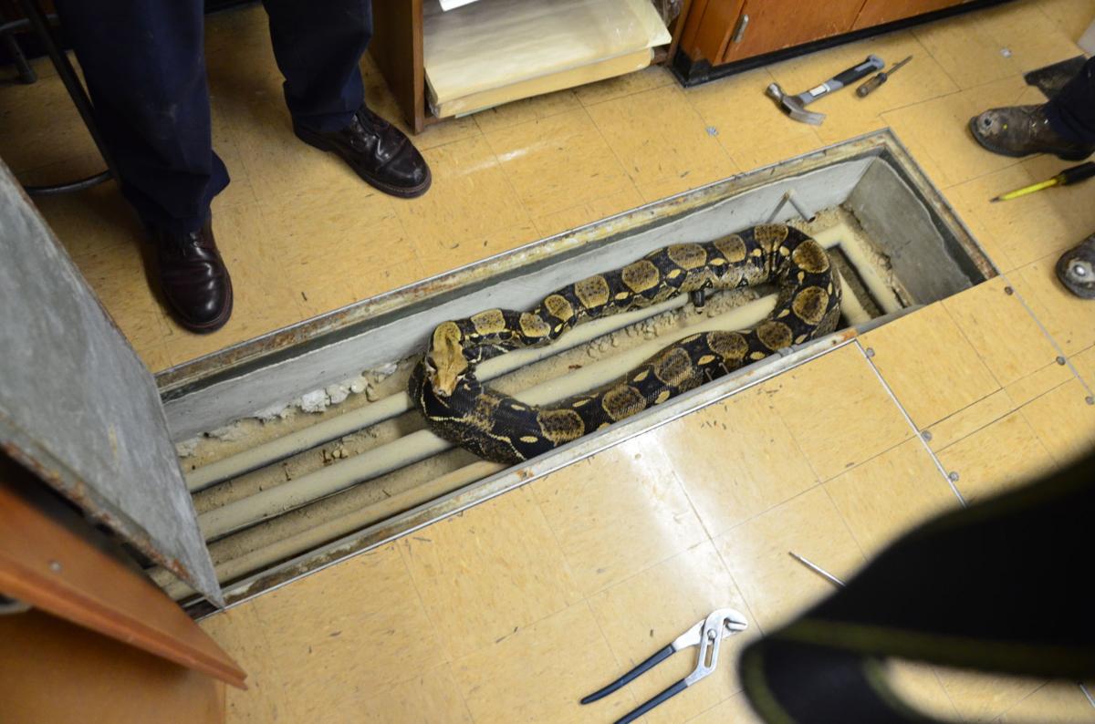 Students Sent Home After 9 Foot Snake Escapes At Brentwood School Law And Order Stltoday Com