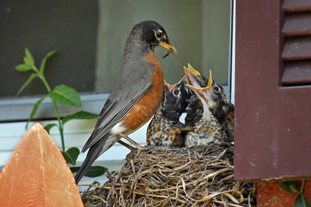 A mother robin picked the right spot for a nest