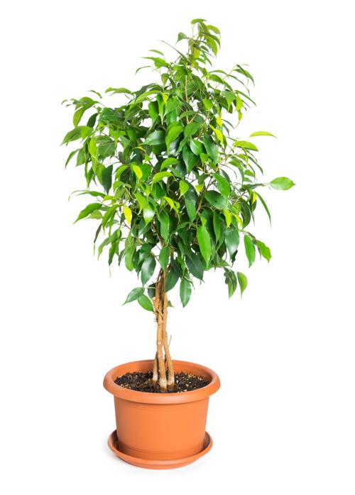 Ficus benjamina in flowerpot