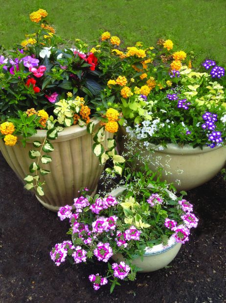 Plants that pop for great curb appeal | Home & Garden | stltoday.com