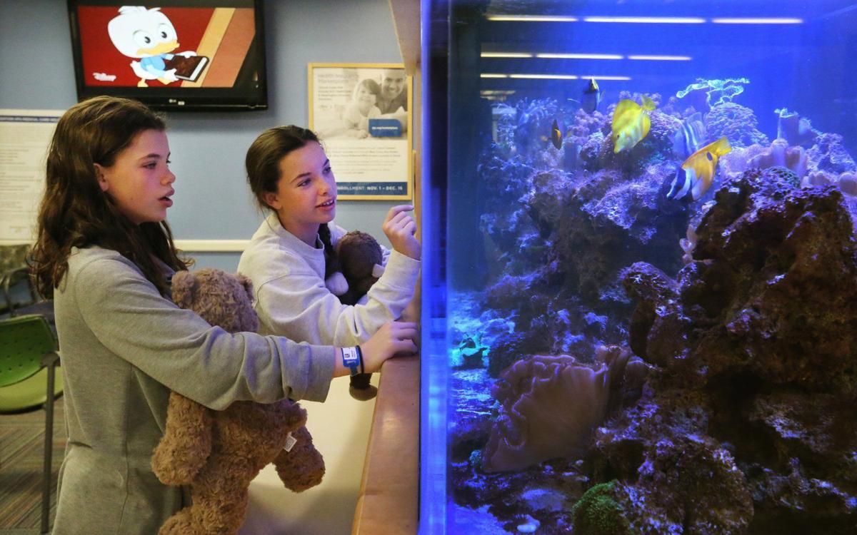 St. Louis Children's Hospital aquariums make kids smile, keep workers