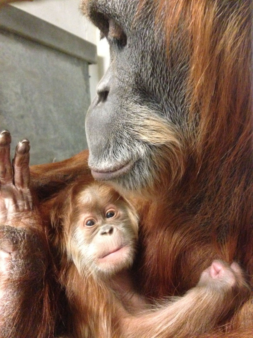 Help the St Louis Zoo name its new baby  orangutan  Hot 