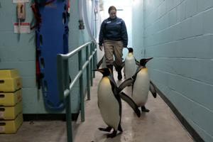 Behind the scenes at the St. Louis Zoo