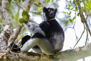 SCIENCE-LEMURS/