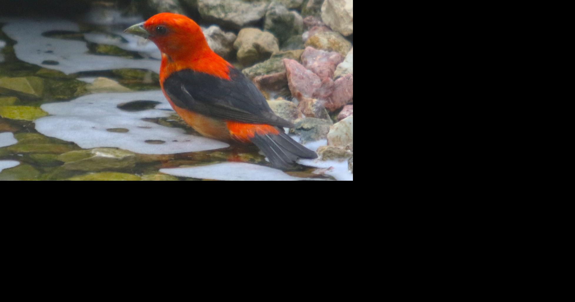 Study: Bird populations are shrinking faster in ag hotspots — including Midwest ABIGAIL BOTTAR Harvest Public Media