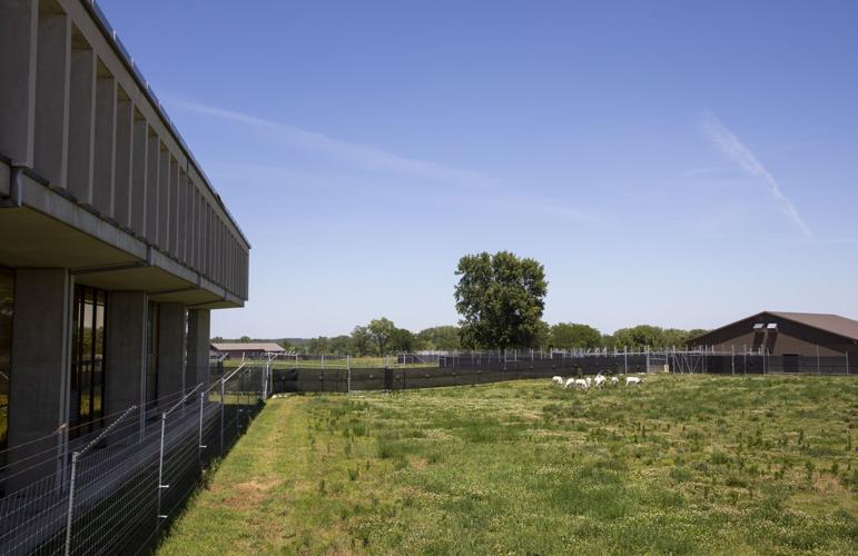 A look at the St. Louis Zoo WildCare Park in St. Louis County