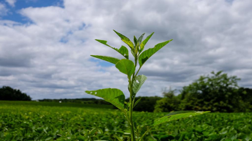 Midwestern Farmers Wage War Against Superweeds Local Business